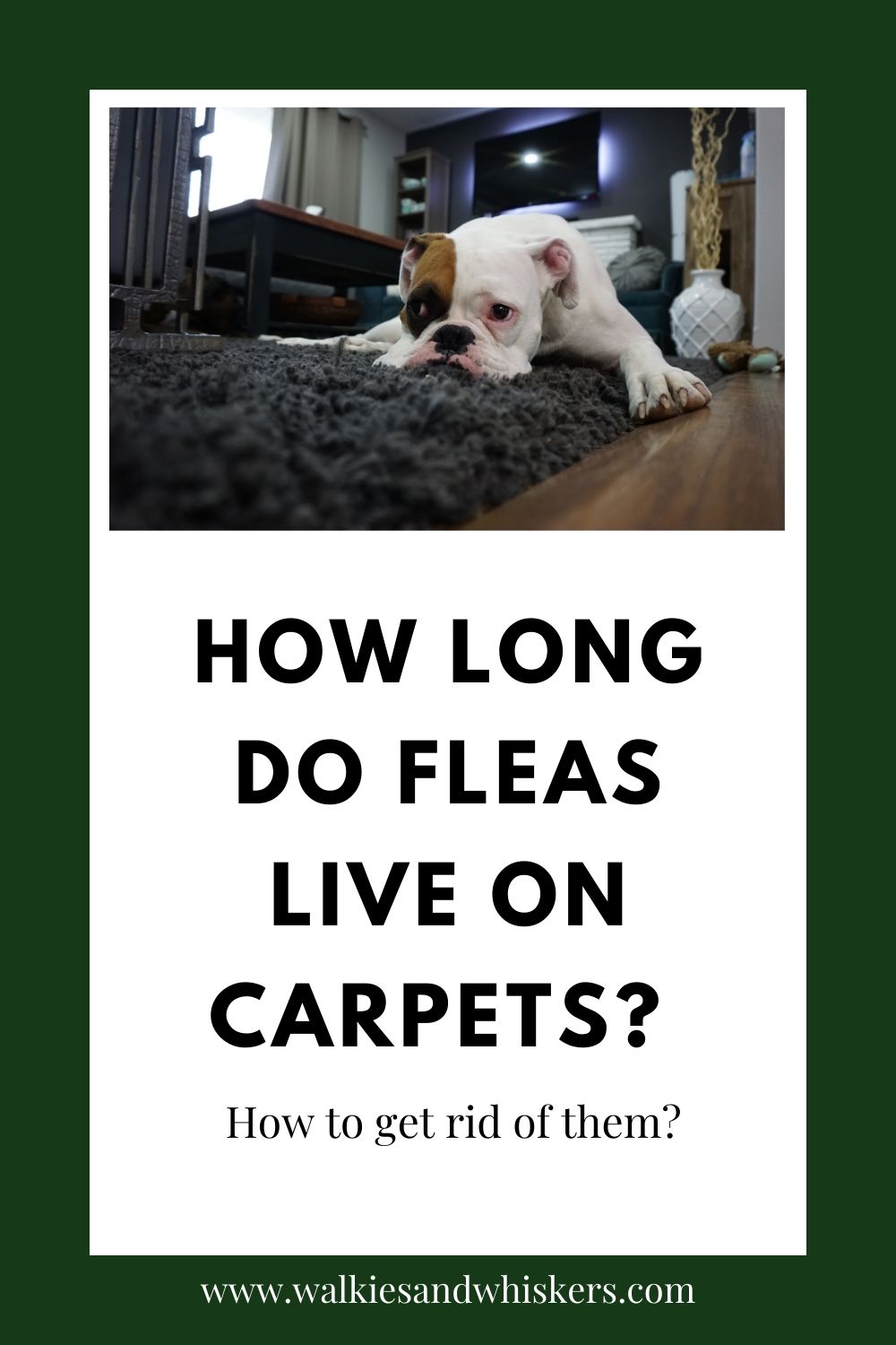 How long do fleas live on carpets? How to get rid of them?
