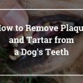 Comment enlever la plaque et le tartre des dents et des moustaches d'un chien