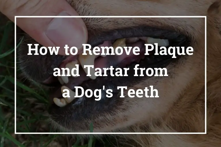 So entfernen Sie Plaque und Zahnstein von den Zähnen eines Hundes 's_Walkies and Whiskers