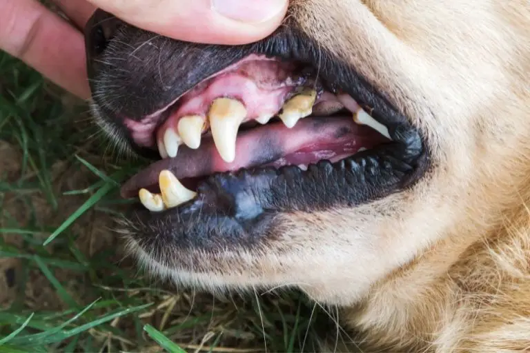 Cómo quitar la placa y el sarro de los dientes de un perro: andar y bigotes