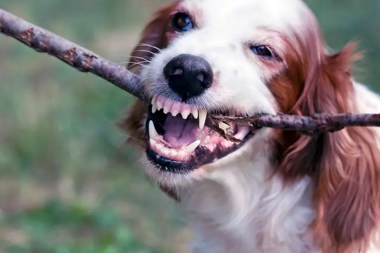 Comment enlever la plaque et le tartre des dents et des moustaches d'un chien