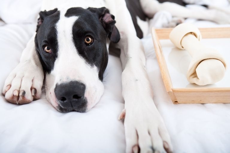 So entfernen Sie Plaque und Zahnstein von den Zähnen eines Hundes_Walkies und Schnurrhaare