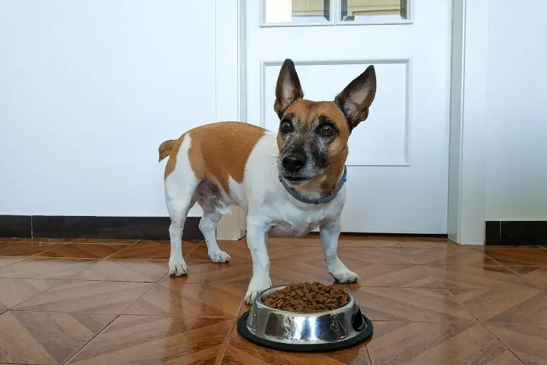 Cómo quitar la placa y el sarro de los dientes de un perro: andar y bigotes