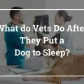 Was tun Tierärzte, nachdem sie einen Hund zum Schlafen gebracht haben_Walkies und Schnurrhaare?