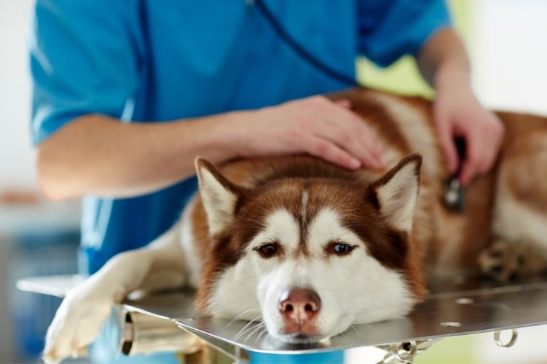 Cosa fanno i veterinari dopo aver messo a dormire un cane_Walkie e baffi