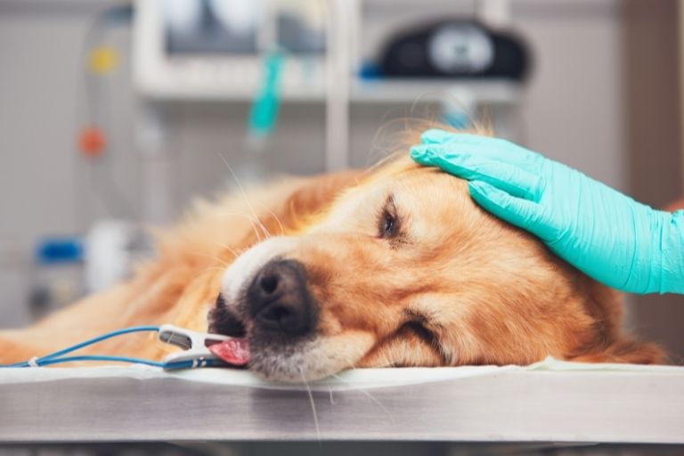 ¿Qué hacen los veterinarios después de poner a dormir a un perro? Caminatas y bigotes