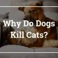 ¿Por qué los perros matan a los gatos? Caminatas y bigotes