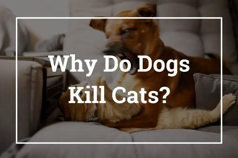 do greyhounds kill cats