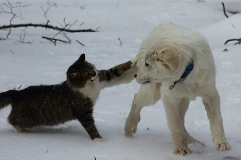 ¿Por qué los perros matan a los gatos? Caminatas y bigotes