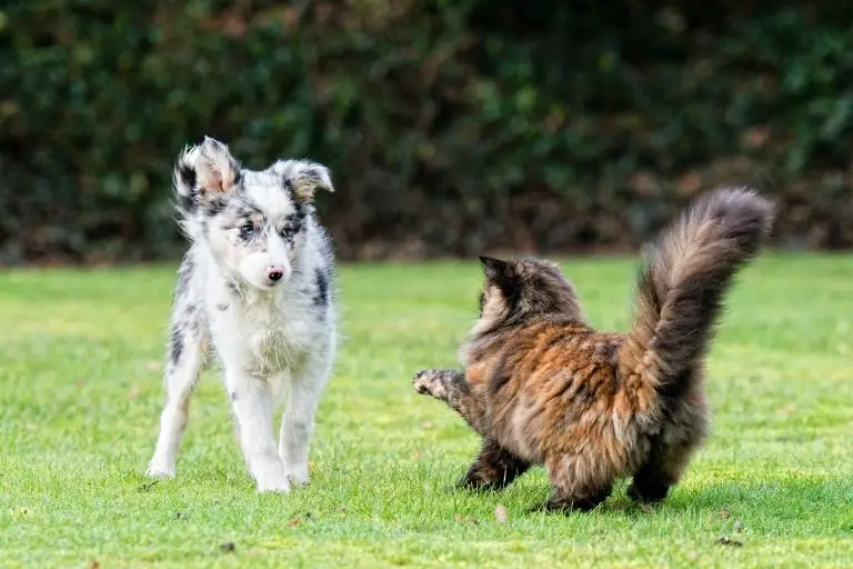 ¿Por qué los perros matan a los gatos? Caminatas y bigotes