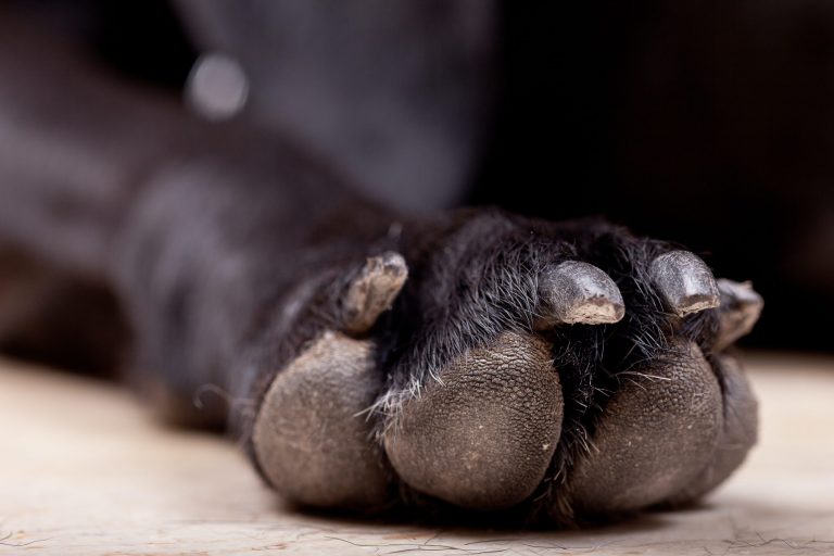 Cosa fare se l'unghia del cane's si è strappata?