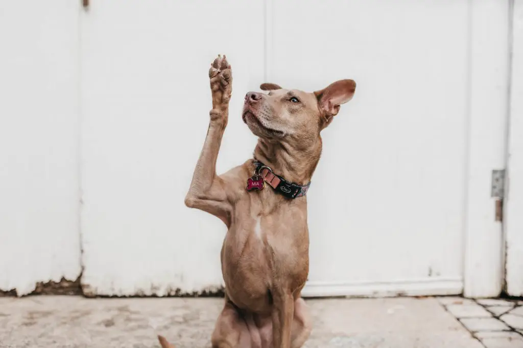 ¿Qué hacer si la uña de su perro se ha arrancado?