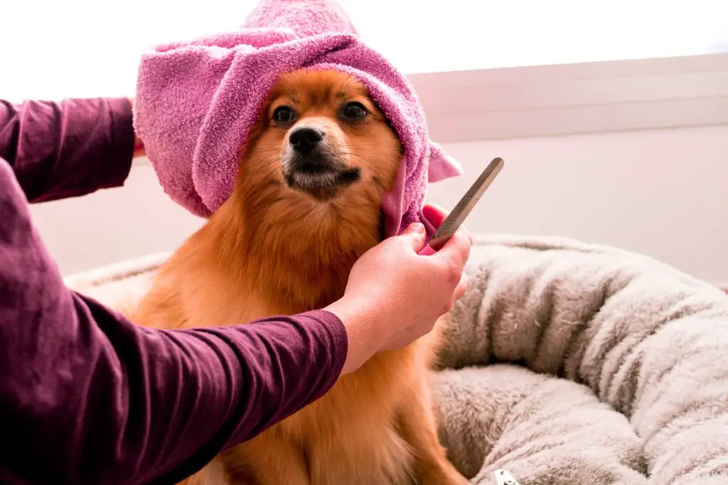 ¿Qué hacer si la uña de su perro se ha arrancado?