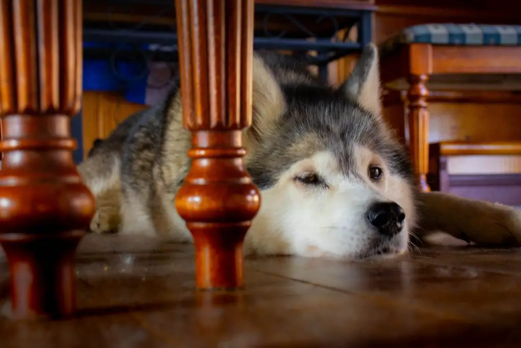 ¿Qué hacer si la uña de su perro se ha arrancado?