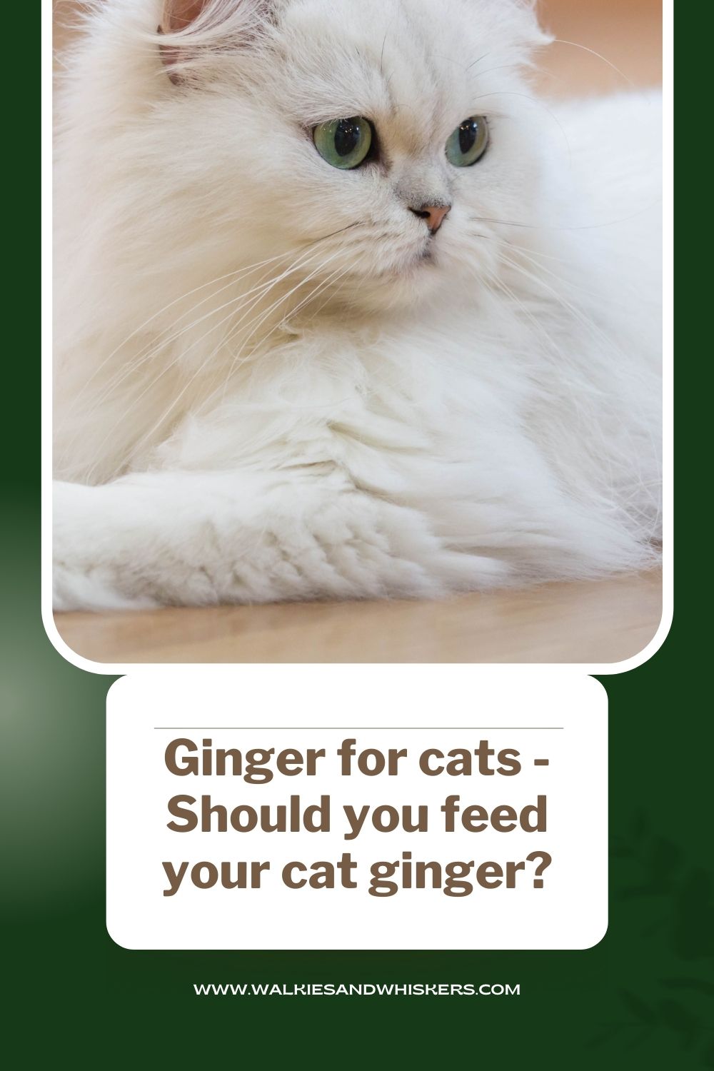 Ginger for cats Should you feed your cat ginger? Walkies and Whiskers