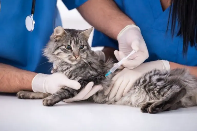 Kann ich Würmer bekommen, wenn ich meine Katze in meinem Bett schlafen lasse __ Walkies und Whiskers