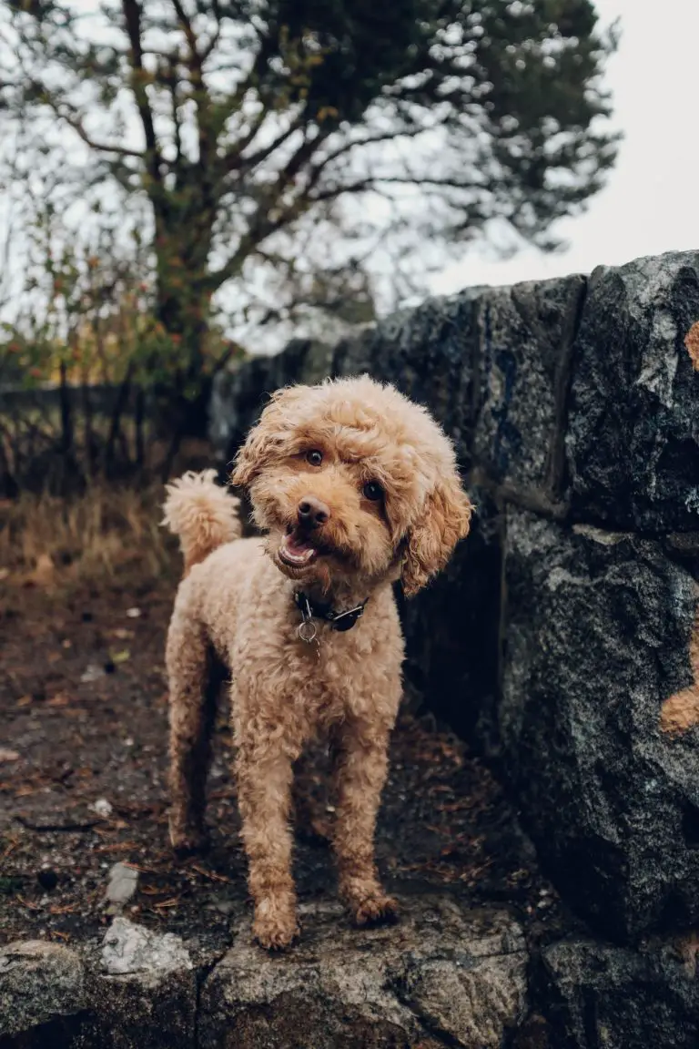 Wie lange braucht ein Hund, um Futter zu verdauen_Walkies und Schnurrhaare