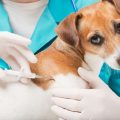 Is There A Pet Microchip With Gps?