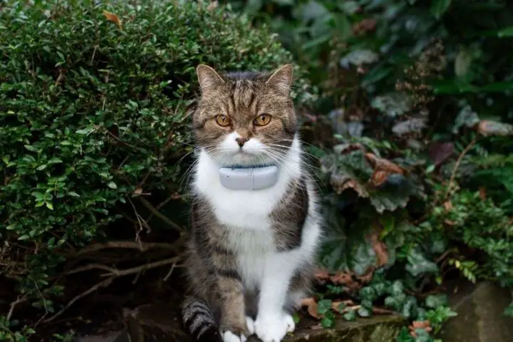 Existe-t-il une puce électronique pour animaux de compagnie avec GPS ?