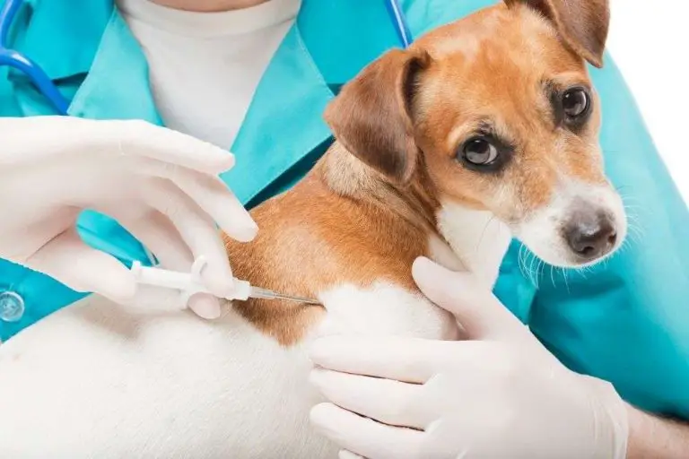 ¿Existe un microchip para mascotas con GPS?