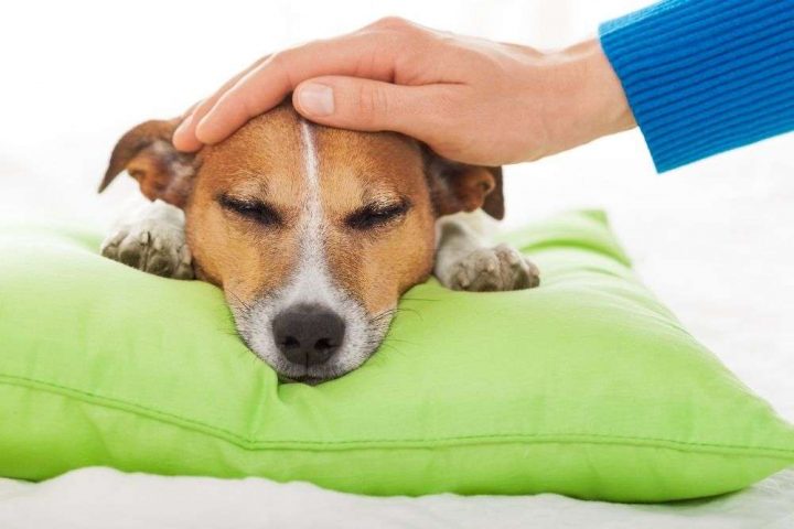 Façons de faire vomir un chien