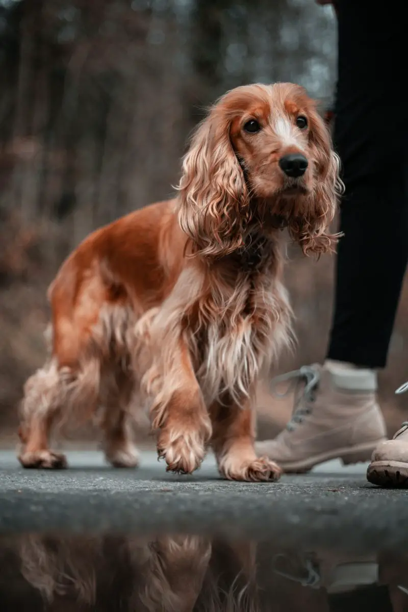Was kann ich meinem Hund gegen Hüftschmerzen geben? Walkies und Schnurrhaare