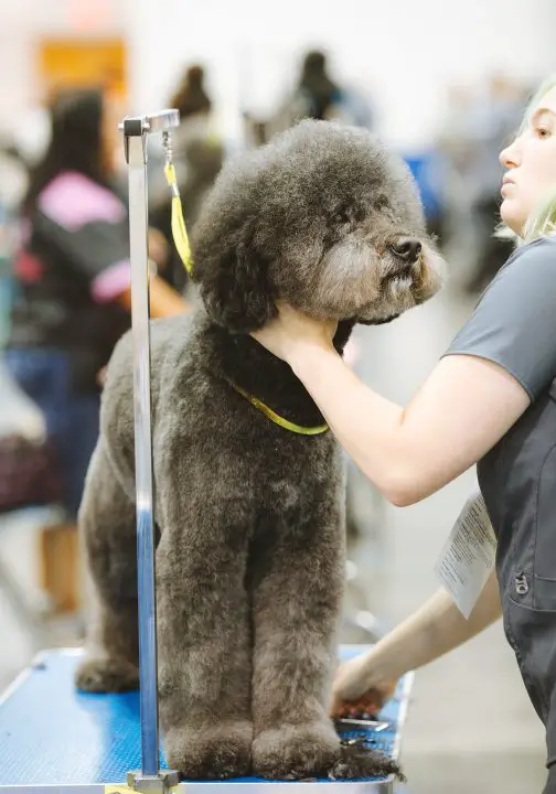 wie man einen Hund ruhig hält, während er Walkies und Schnurrhaare pflegt