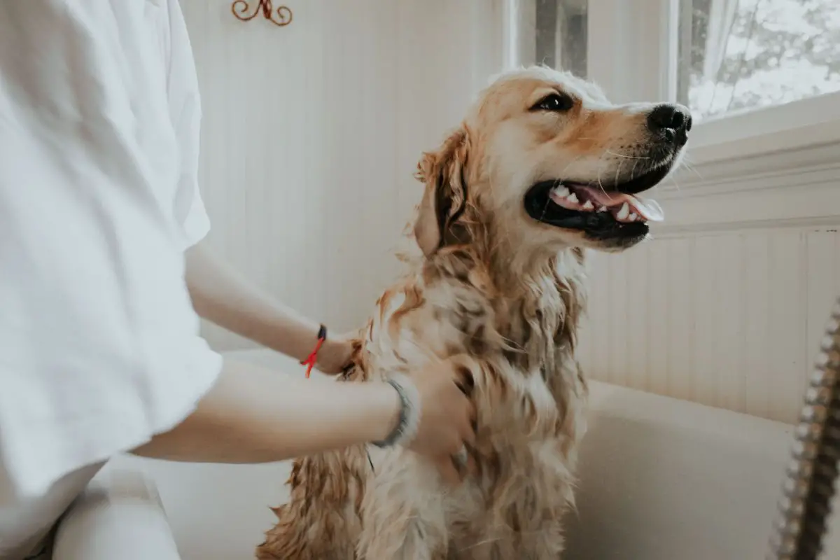 how to keep a dog calm while grooming_Walkies and Whiskers