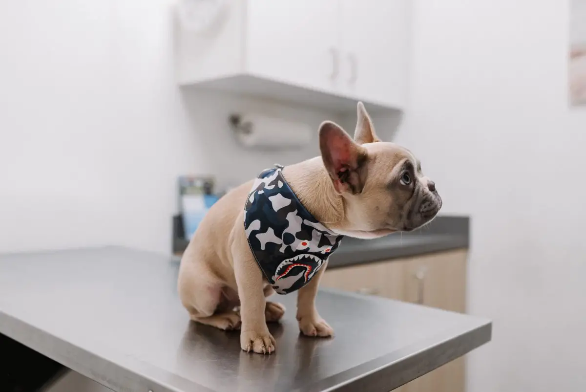 Que puis-je donner à mon chien pour les douleurs à la hanche_Walkies et moustaches