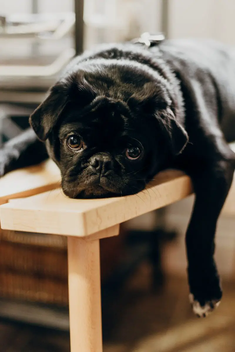 ¿Por qué mi perro tiene comezón? Walkies y bigotes