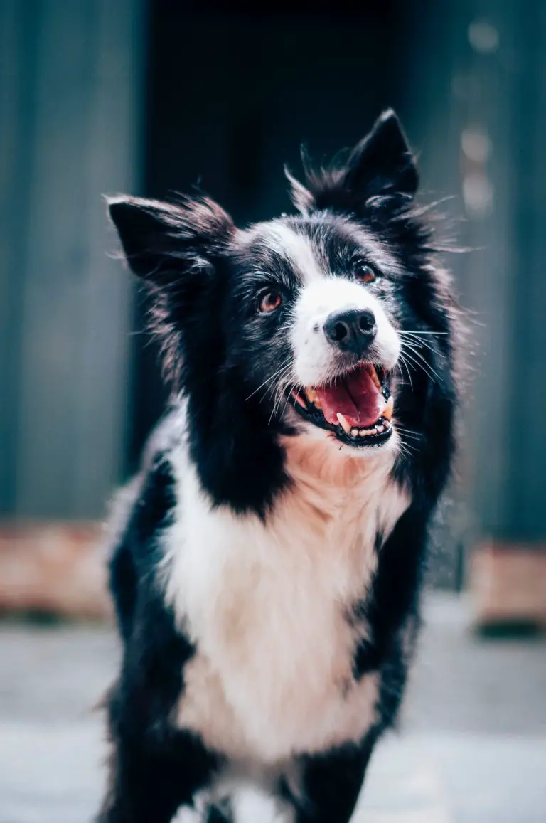 Perché il mio cane prude_Passeggiate e baffi