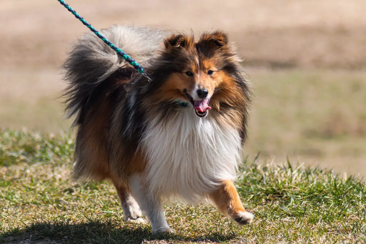 Was kann ich meinem Hund gegen Hüftschmerzen geben? Walkies und Schnurrhaare