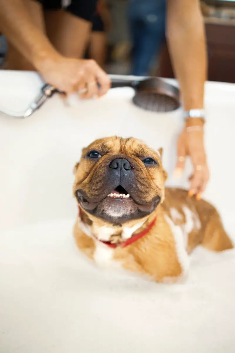 ¿Por qué mi perro tiene comezón? Walkies y bigotes