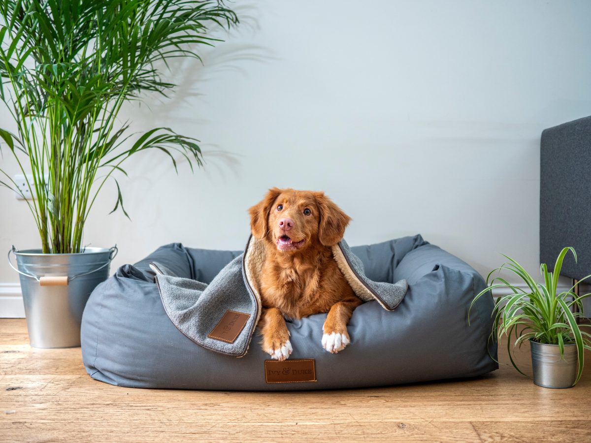 Que puis-je donner à mon chien pour les douleurs à la hanche_Walkies et moustaches