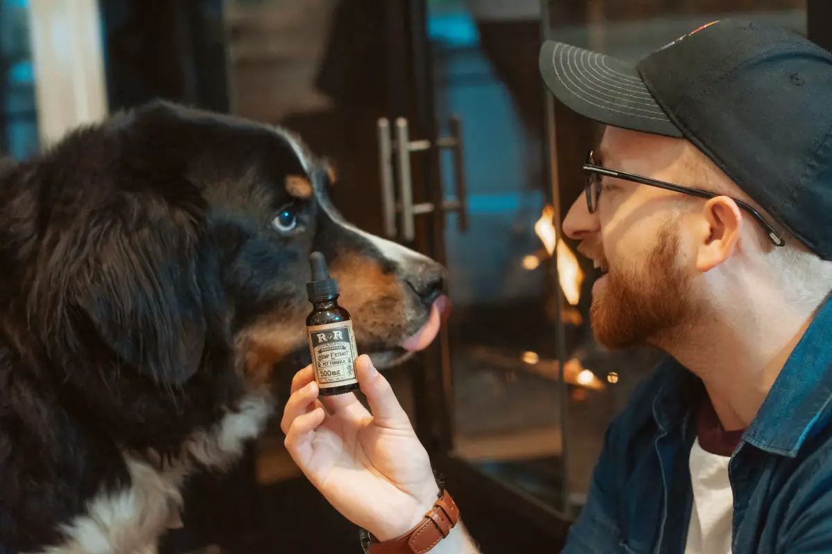 Que puis-je donner à mon chien pour les douleurs à la hanche_Walkies et moustaches