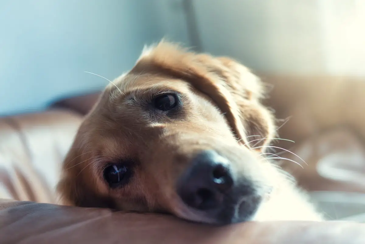 Que puis-je donner à mon chien pour les douleurs à la hanche_Walkies et moustaches