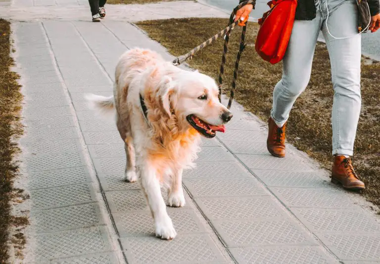 Que puis-je donner à mon chien pour les douleurs à la hanche_Walkies et moustaches