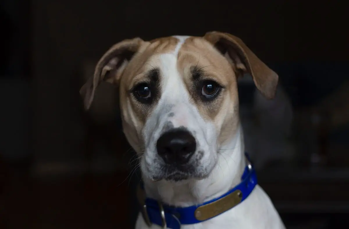 ¿Por qué mi perro tiene comezón? Walkies y bigotes