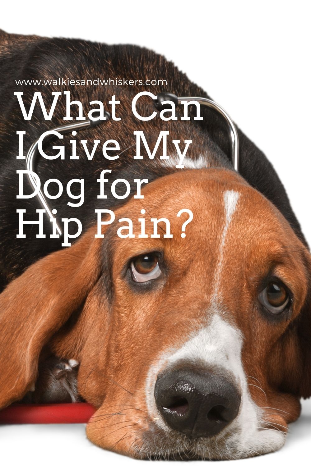 What Can I Give My Dog For Hip Pain Walkies And Whiskers what-can-i-give-my-dog-for-hip-pain-walkies-and-whiskers