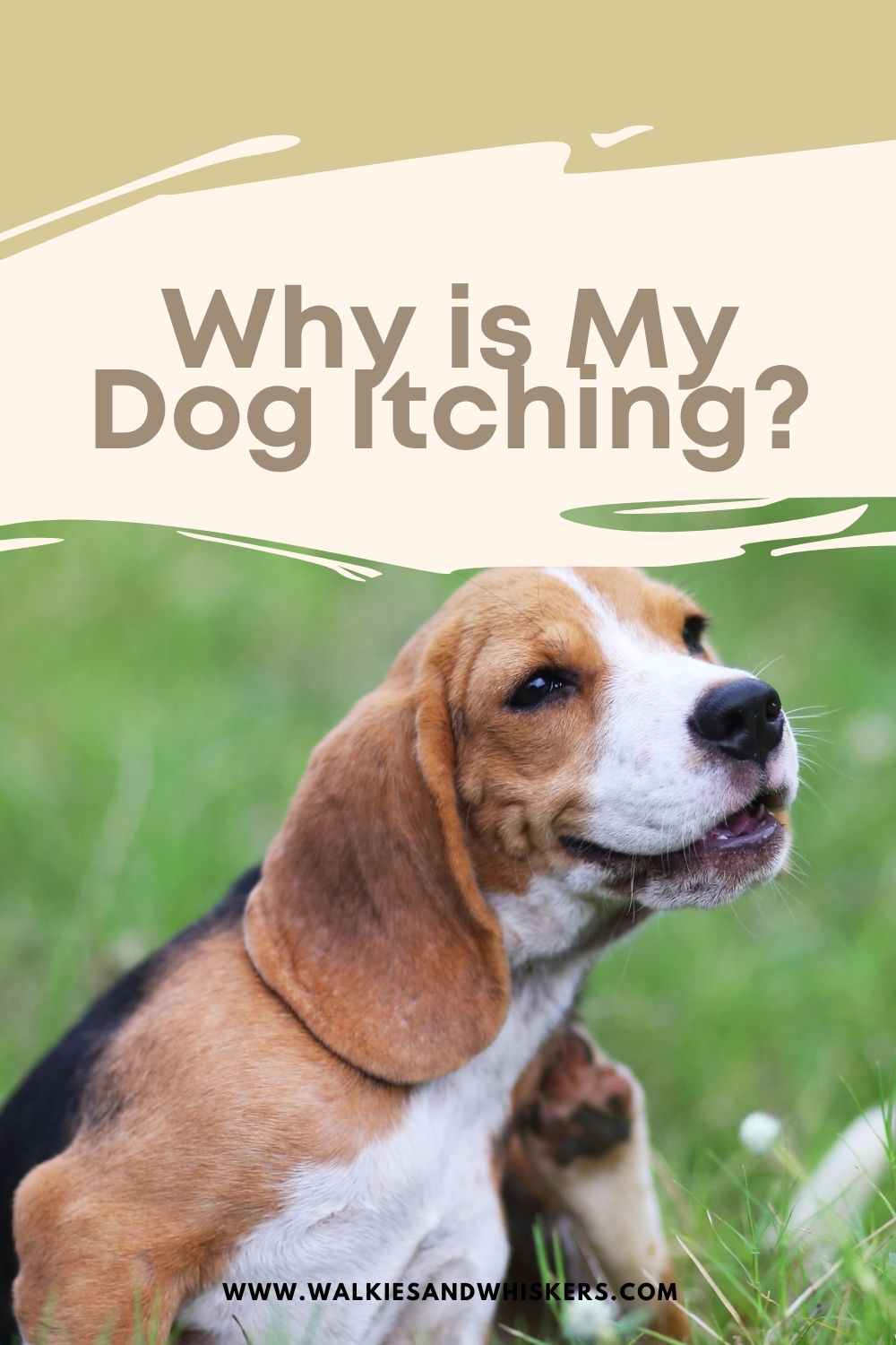 Why is My Dog Itching? Walkies and Whiskers