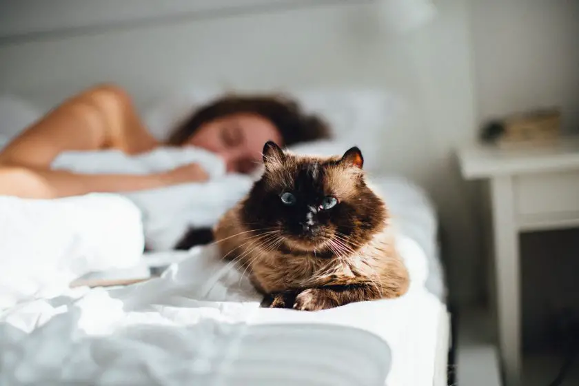 gato marrón a través de la persona acostada en la cama
