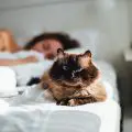 Kann ich Würmer bekommen, wenn ich meine Katze in meinem Bett schlafen lasse_Walkies und Schnurrhaare