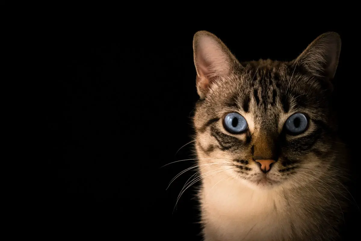 Gingembre pour chats - Devriez-vous donner du gingembre à votre chat ?_walkies et moustaches