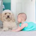 niña y su cachorro