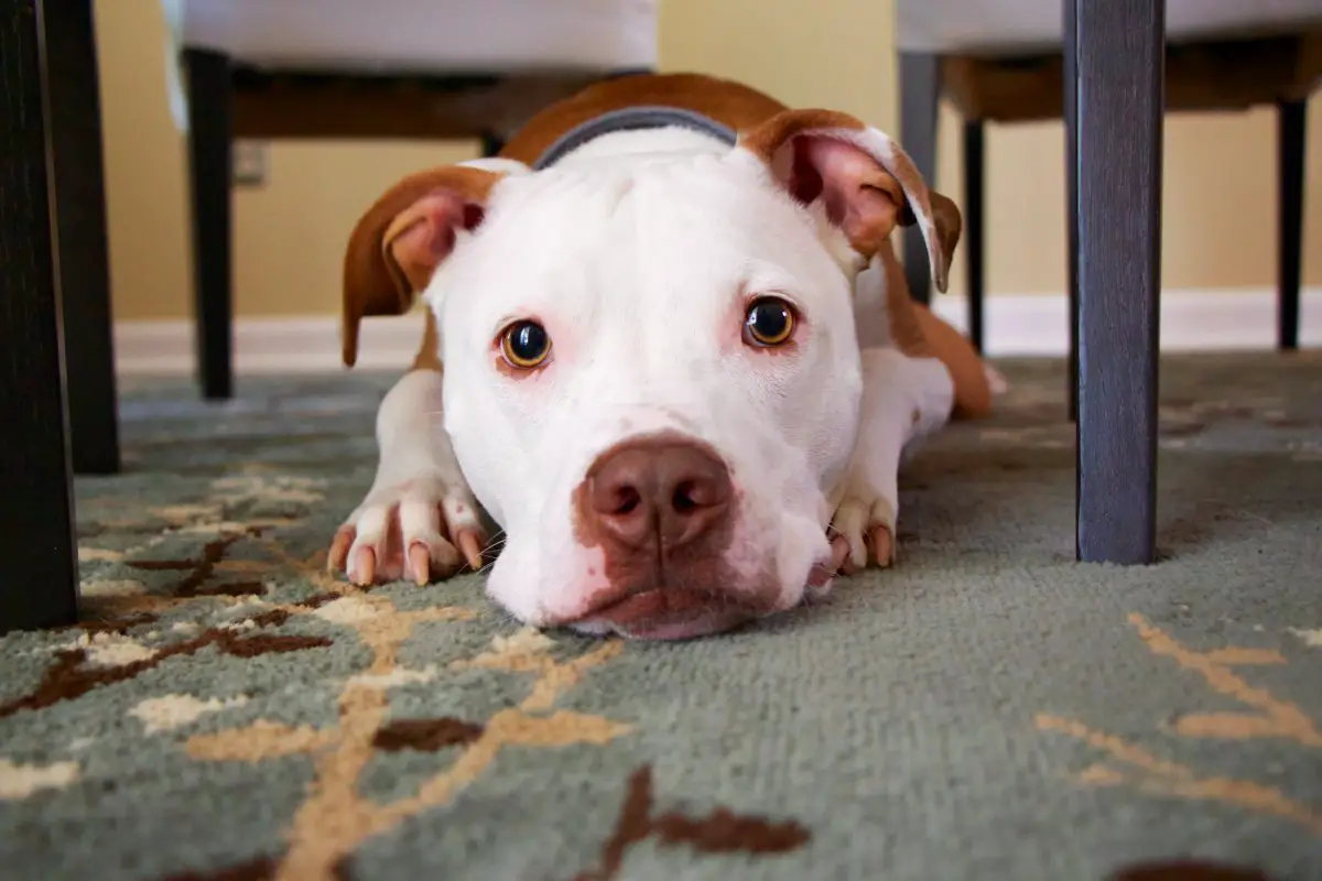 Wie lange braucht ein Hund, um Futter zu verdauen_Walkies und Schnurrhaare