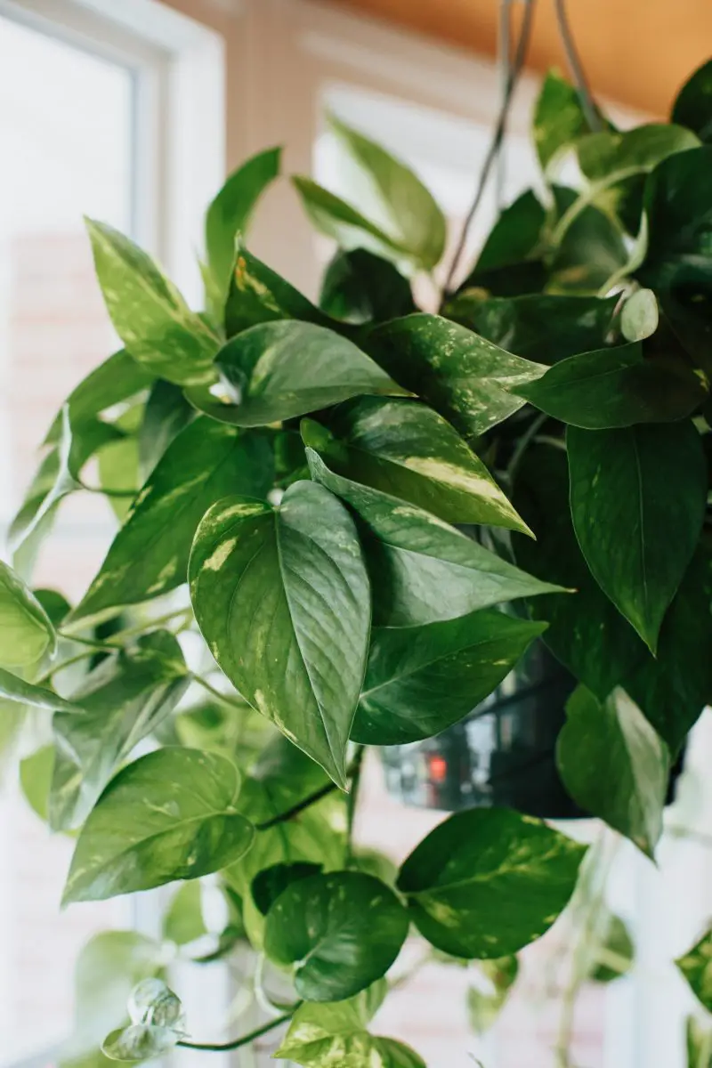 Ein grüner hängender Pothos.