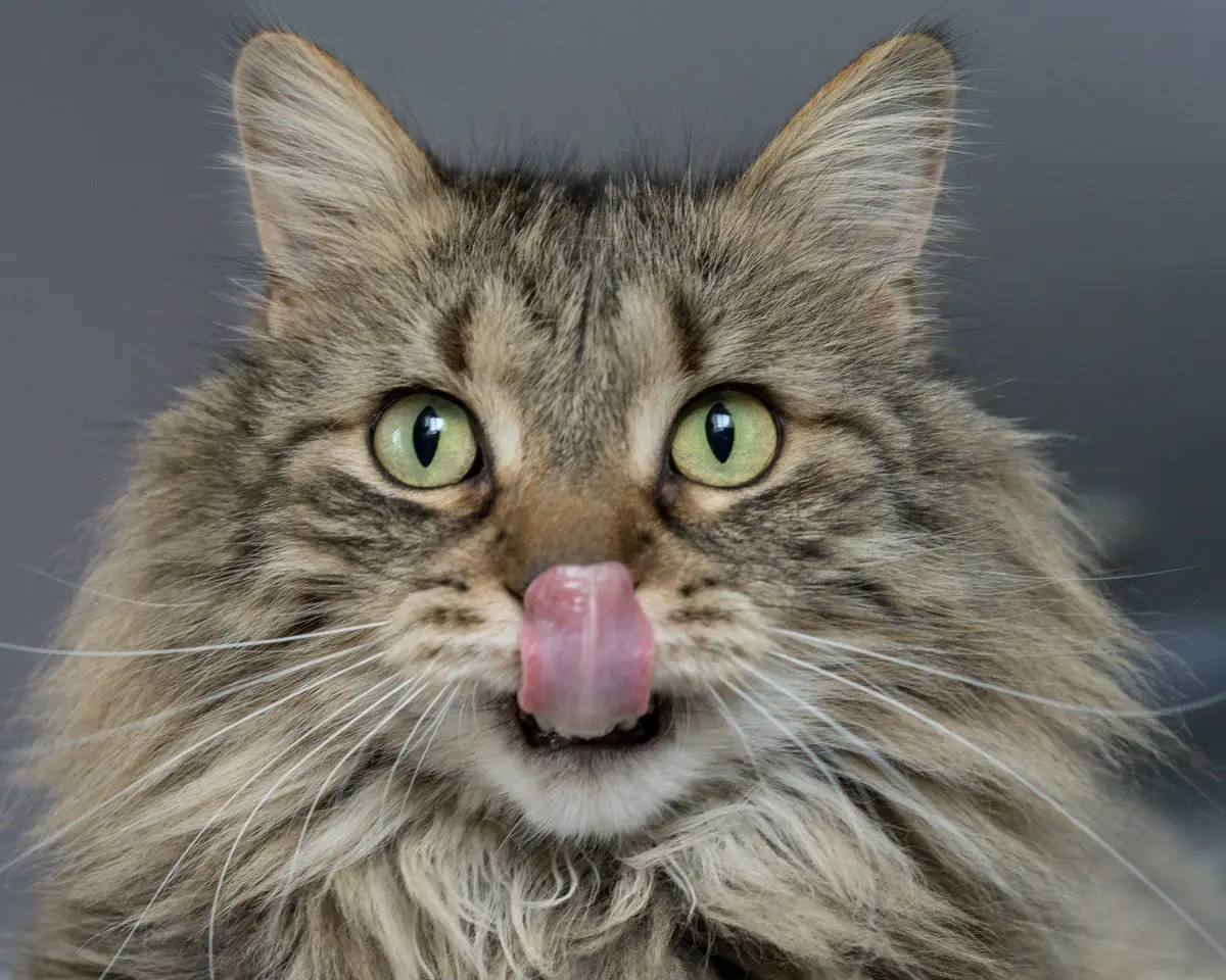 gatto marrone adulto che si lecca le labbra