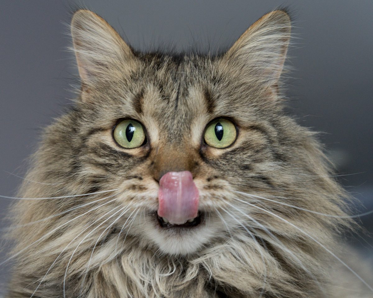 erwachsene braune katze, die lippen leckt