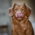 dog ate melatonin