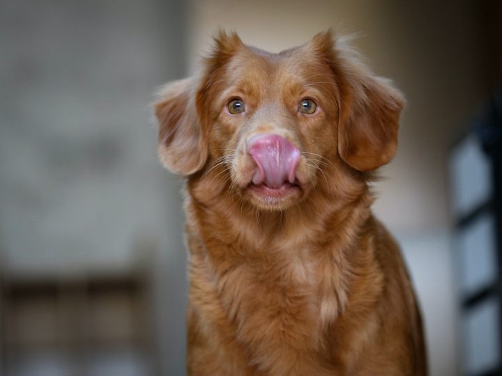 dog licking nose